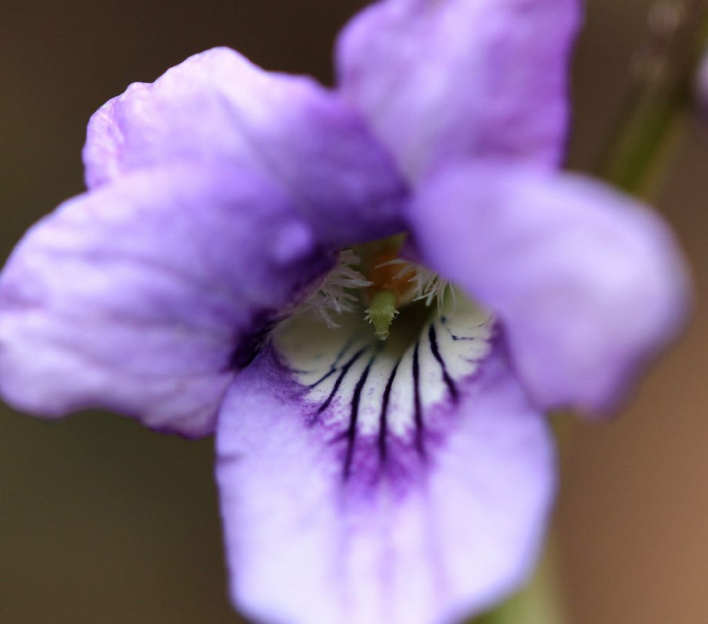 Azeglio (TO) - Viola reichenbachiana